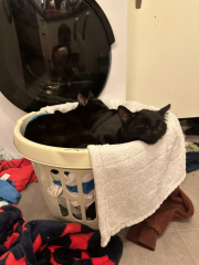 Would anyone like to meet our new babies?