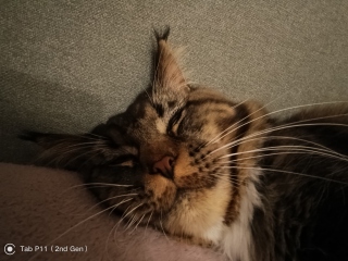 @Mrsflood is my cat part main coon