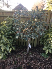 Garden advice - photo inc