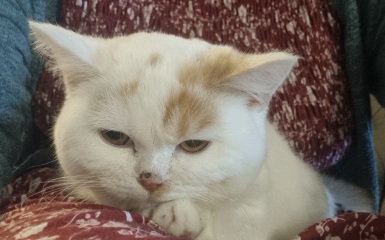 Advice needed for situation with poorly cat