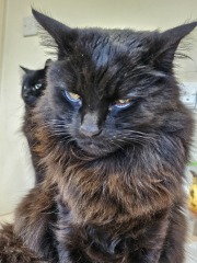 Tales and Tails and NMCs  -  the Excellent Cats March On