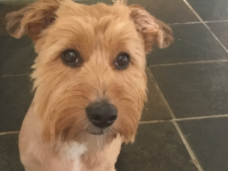 Pet photo thread