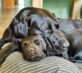 What made you get a 2nd dog.