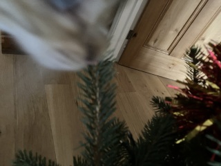 Christmas with the Excellent Cats