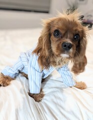 Pet photo thread