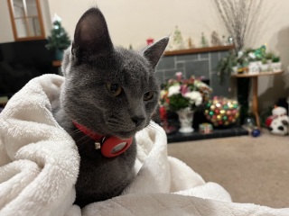 Christmas with the Excellent Cats