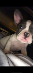 Pet photo thread