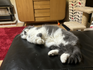 Potential new inmate at Toddler Towers.