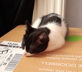 Kitten coming home this week :D