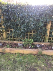 Garden advice - photo inc