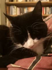 Help me work out what a good end looks like for my cat like