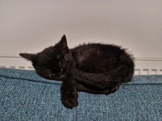 My new curley haired kitten