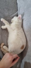 Advice needed for situation with poorly cat