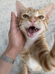 Thread 12 - TalkLair: “I say we take off and nuke the entire site from orbit. It's the only way to be sure.”