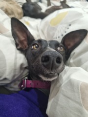 Insuring a rescue dog with injuries