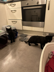 Would anyone like to meet our new babies?