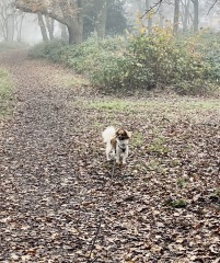 This is my DD’s rescue dog-and here’s the game.
