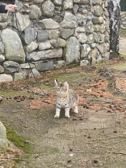 @Mrsflood is my cat part main coon