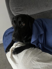 Pet photo thread