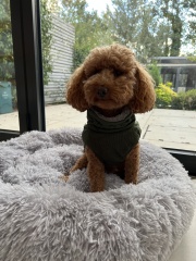 MISSING DOG (NW7 area)
