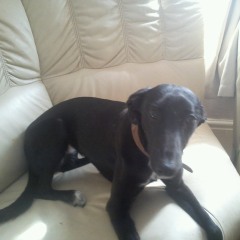 Rehomed XL Bully, found dead in Glasgow......