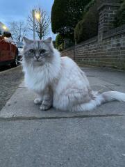 Finding it hard to cope with the grief of losing my beloved boy