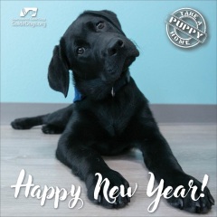 Royal Style: silk, stomachers, sapphires and plenty of sass