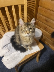 @Mrsflood is my cat part main coon