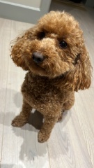 MISSING DOG (NW7 area)