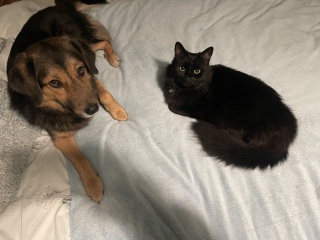 New foster kitten coming on Friday