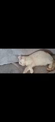 Advice needed for situation with poorly cat