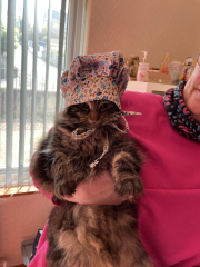 Christmas with the Excellent Cats