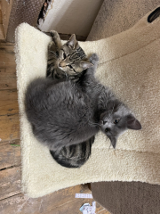 To get one kitten or two?