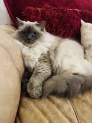 Pet photo thread