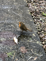 To worry about 'my robin'?