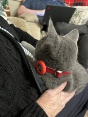Christmas with the Excellent Cats