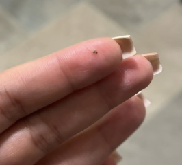 Bed bugs?