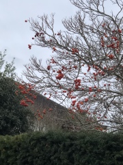 Cheeky Tree ID Please