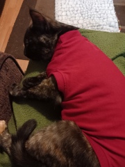 Kitten vests