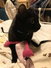 Weird thread, but if your pets would proudly gift you one present for your birthday...