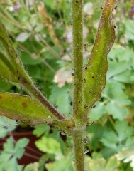 Thread 11 - TalkLair: “The candle flame gutters. Its little pool of light trembles.”