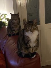 To get one kitten or two?