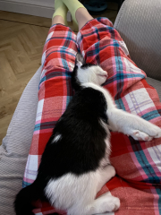 New kittens
