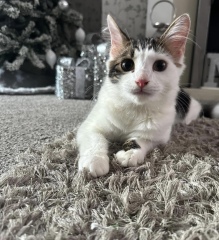 New foster kitten coming on Friday