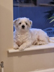 Pet photo thread