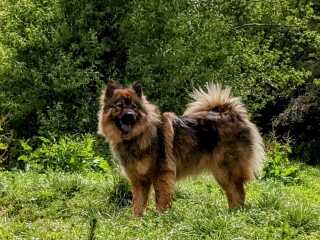 What is this dog breed?!