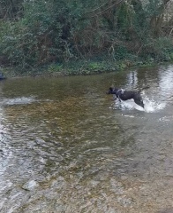 Puppy Survival Thread - for old and new pups heading into winter