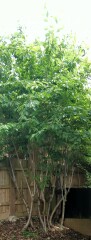 cut those trees, any risk of heave?