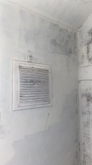 How do I remove this mould from my walls ?