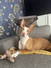 Pet photo thread